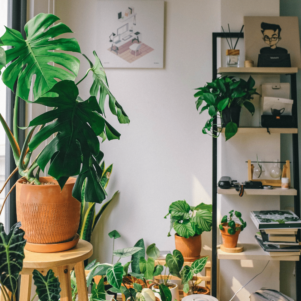 ¡Conoce tu entorno con PlantNet!